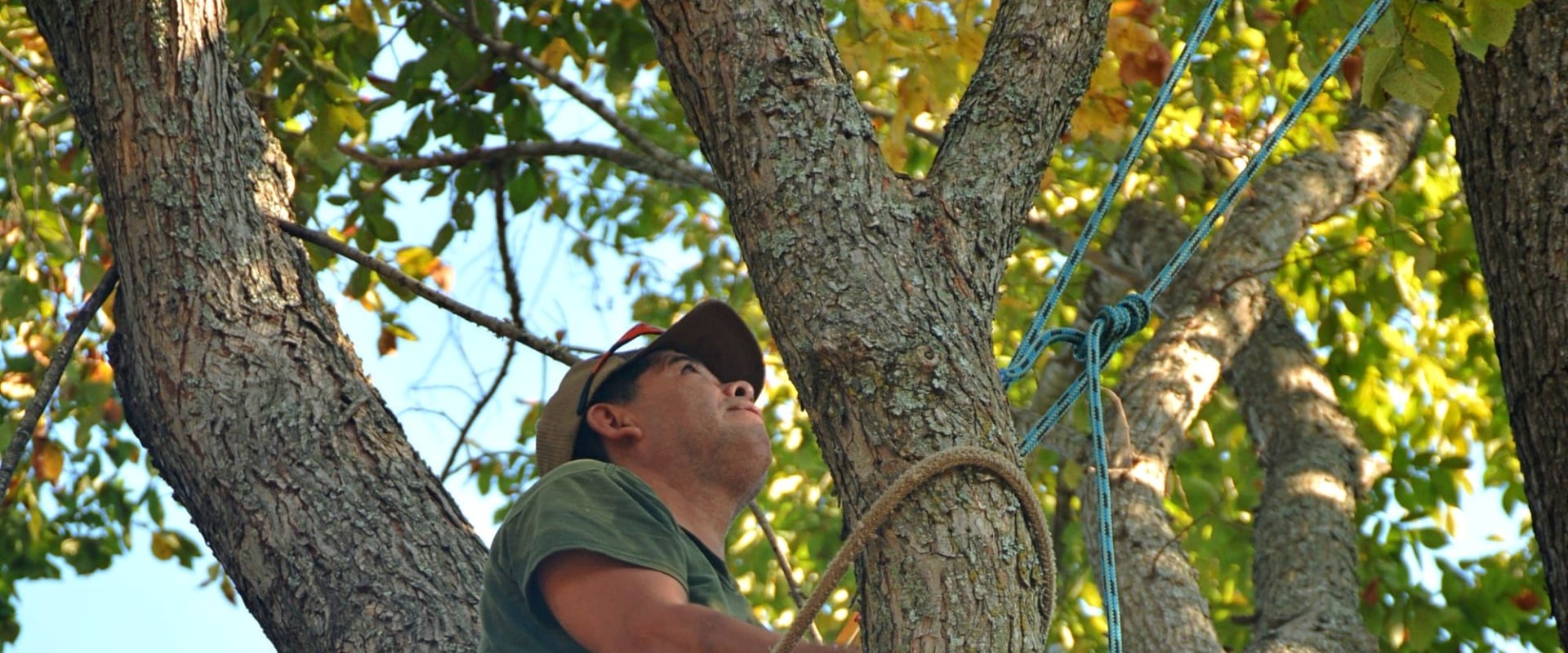 Expert Fallen Tree Removal in Virginia Beach