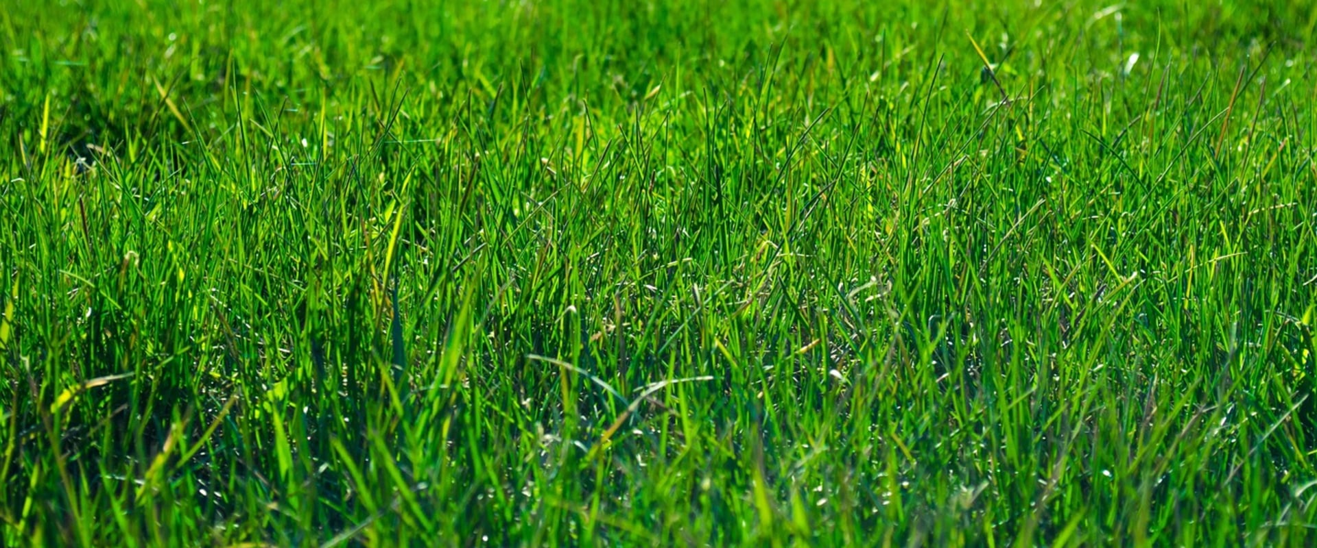 Transform Your Outdoor Space: Lawn Installation and Lawn Care Services in Fleming Island, FL