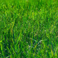 Transform Your Outdoor Space: Lawn Installation and Lawn Care Services in Fleming Island, FL