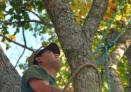 Expert Fallen Tree Removal in Virginia Beach