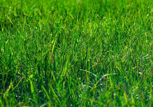 Transform Your Outdoor Space: Lawn Installation and Lawn Care Services in Fleming Island, FL